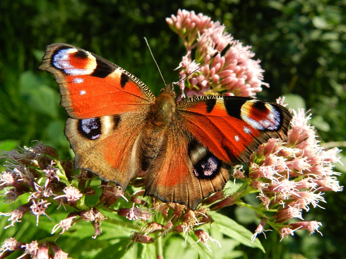Red Brown White Butterfly on Top of Pink Clustered Flower