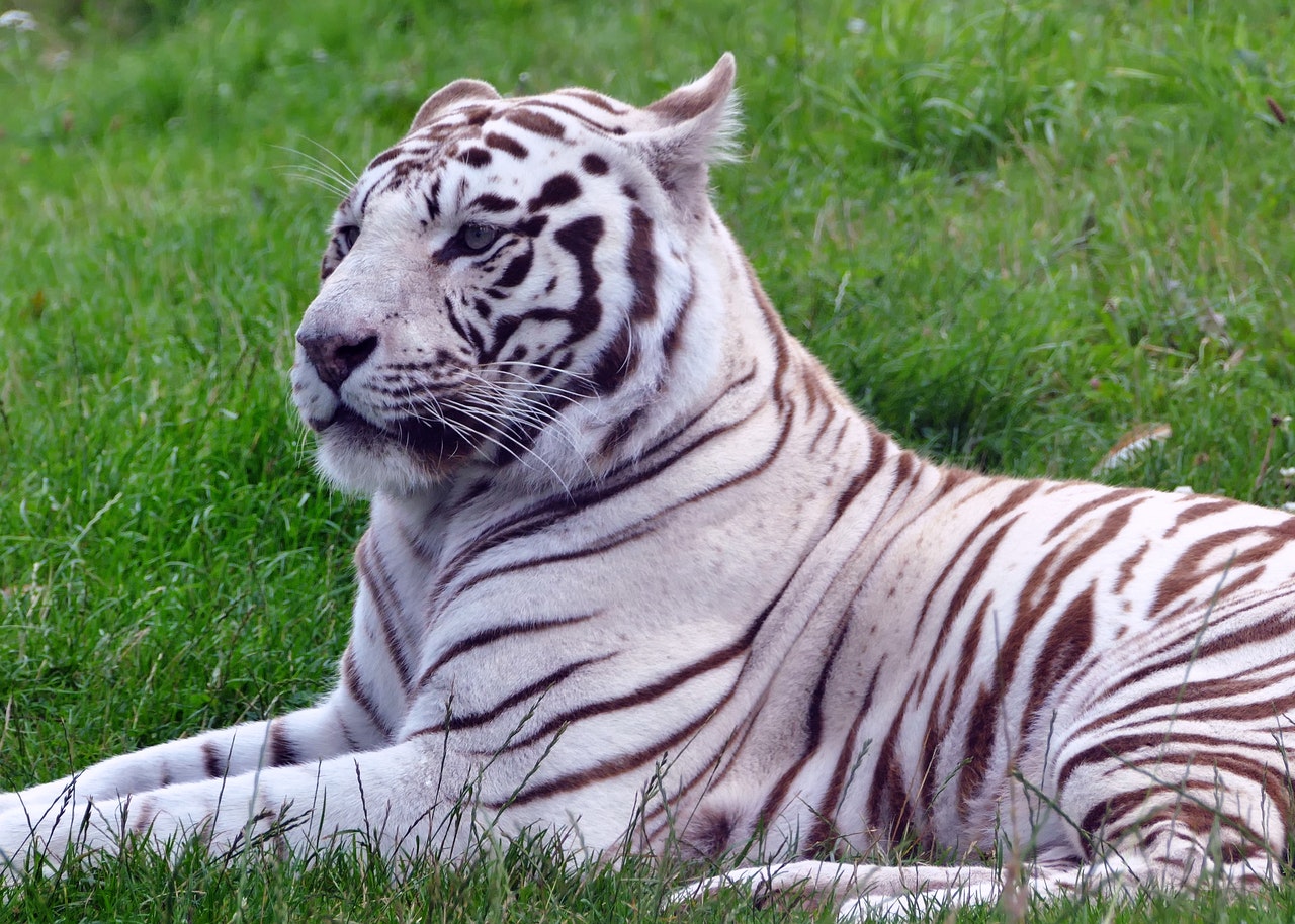 White tiger lying on grass field