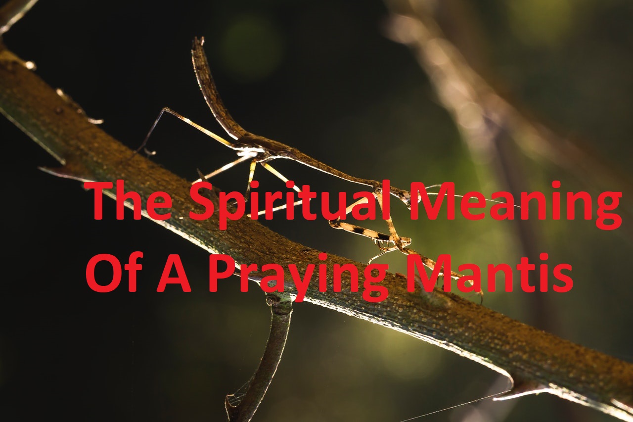 Seeing A Praying Mantis Spiritual Meaning