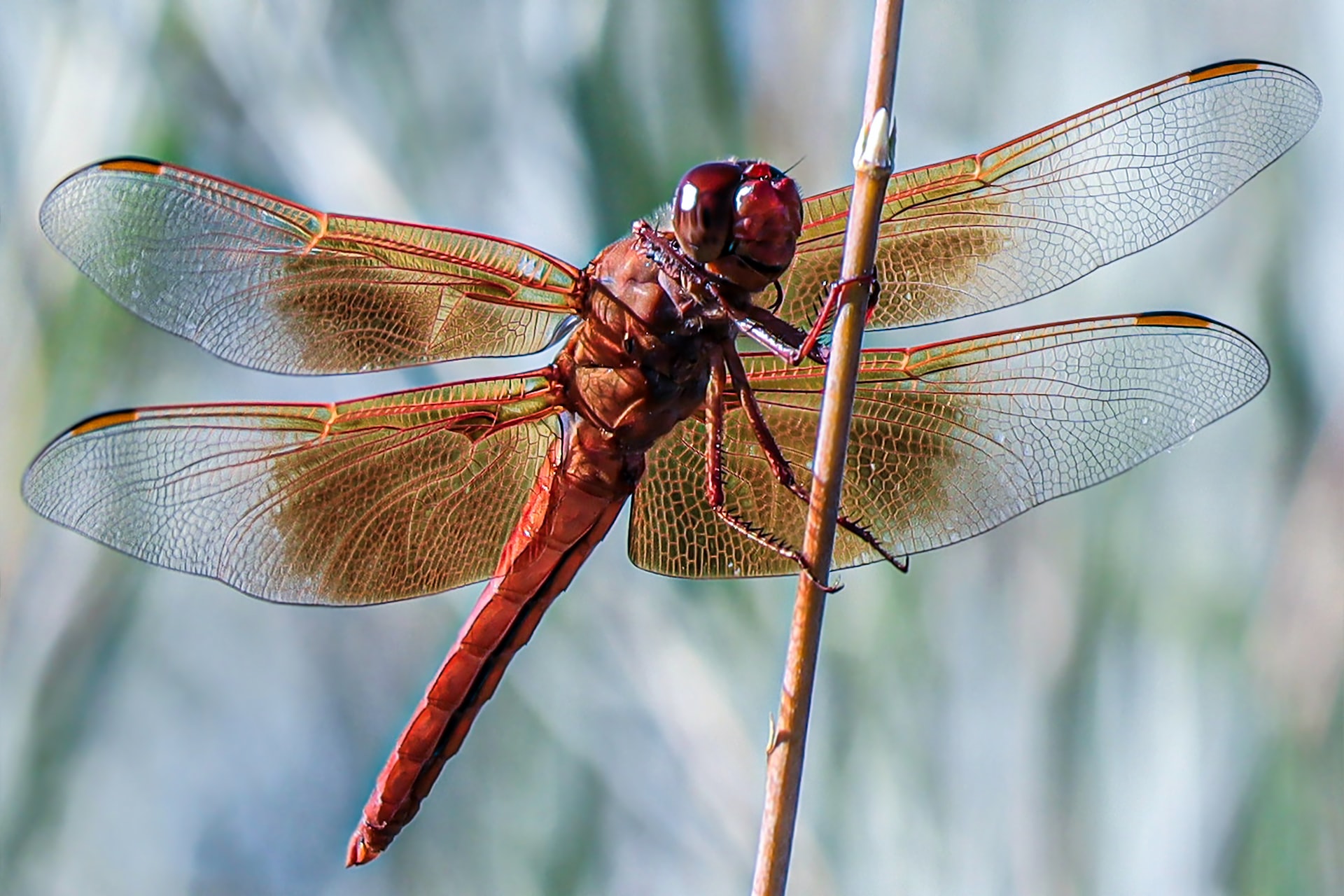 A large red dragon fly taking a rest