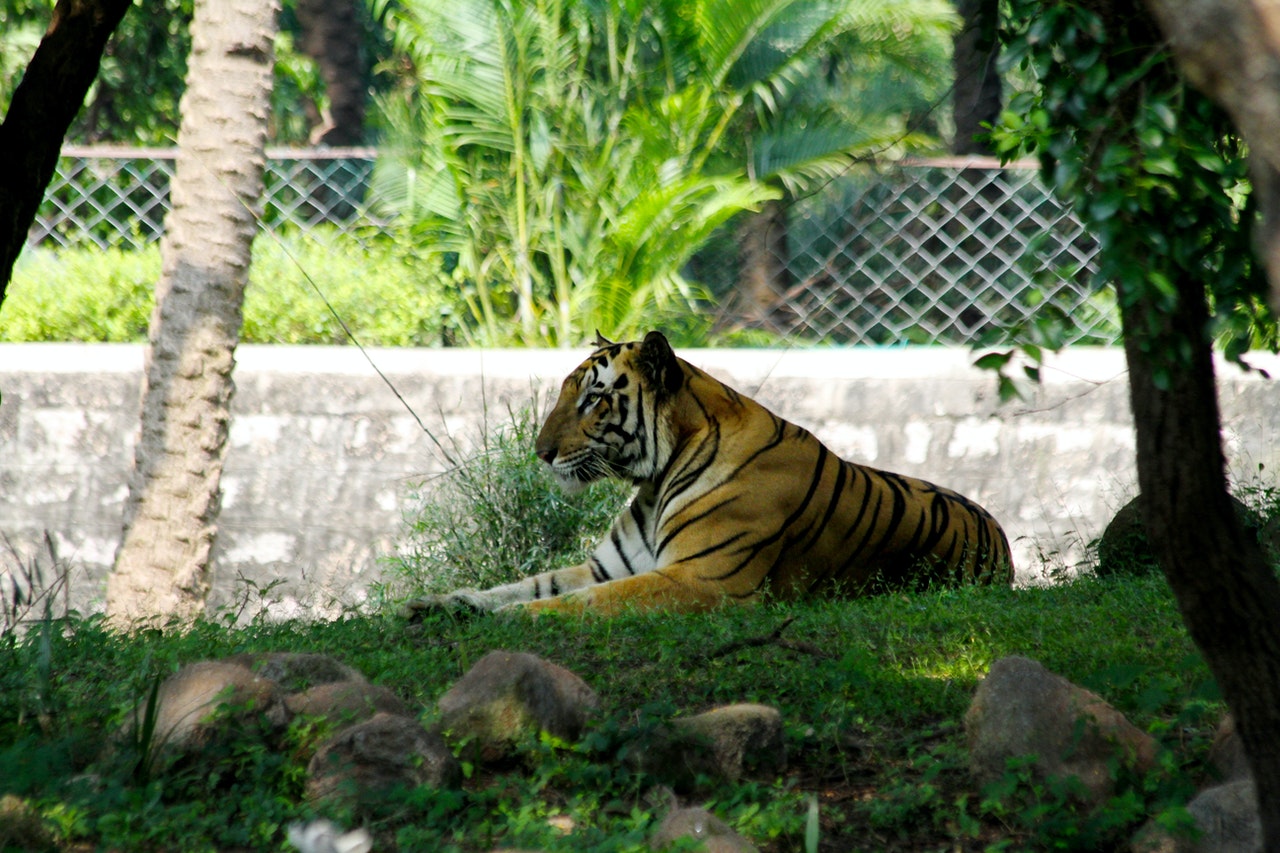 A Bengal Tiger Lying on the Ground