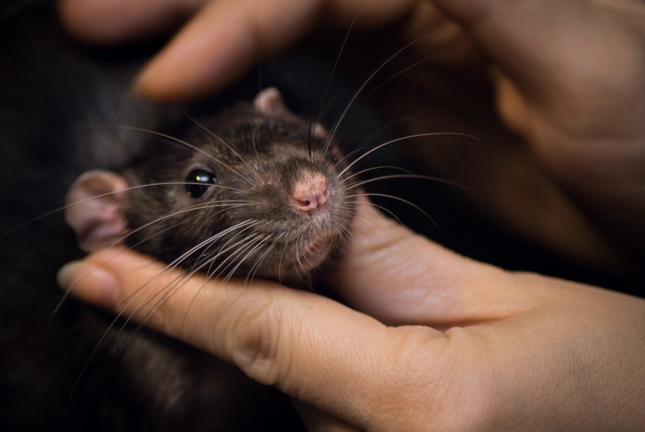 Close-Up of Person Touching a Black Rat