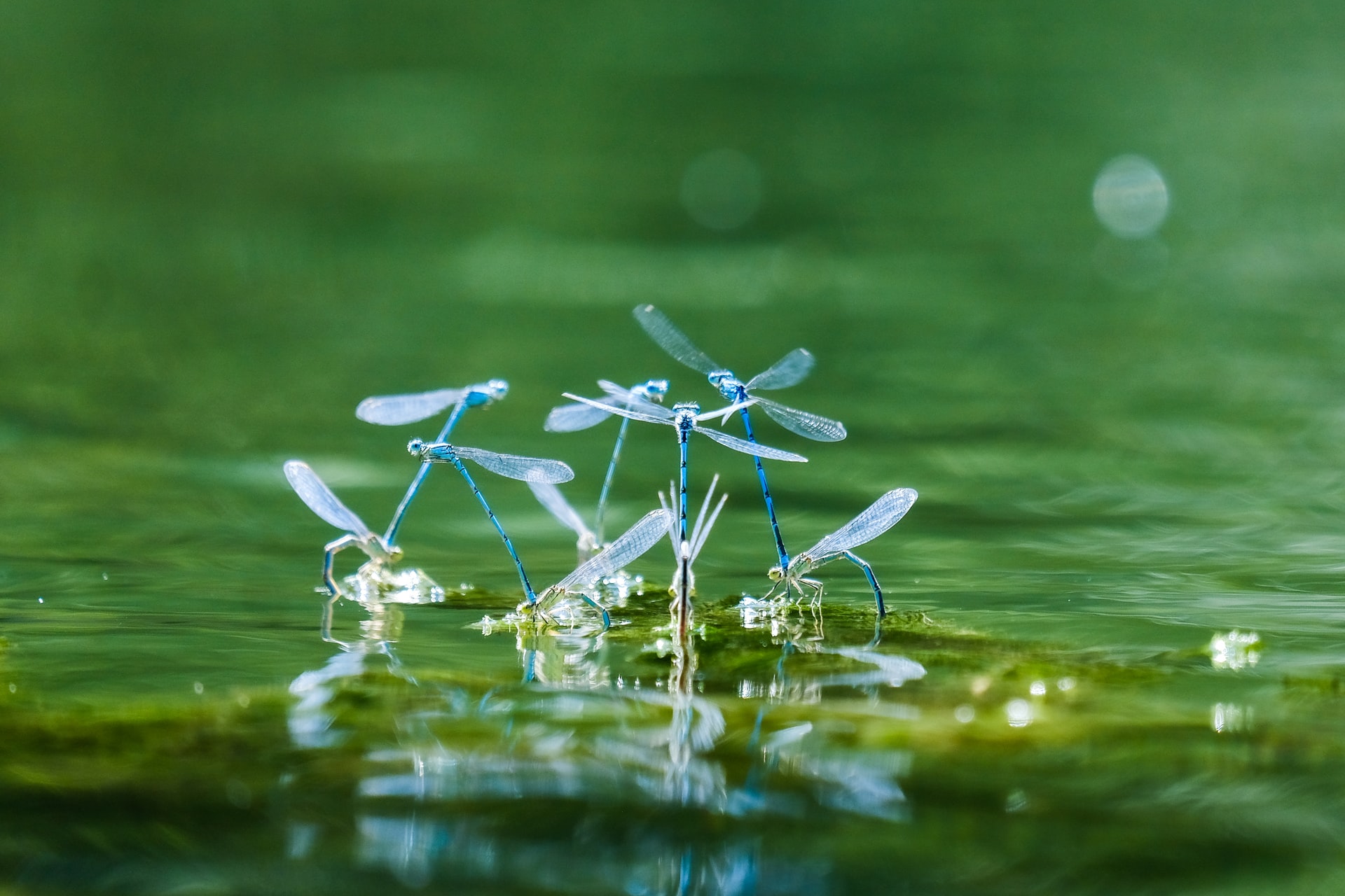 Dragonflies dancing on the water