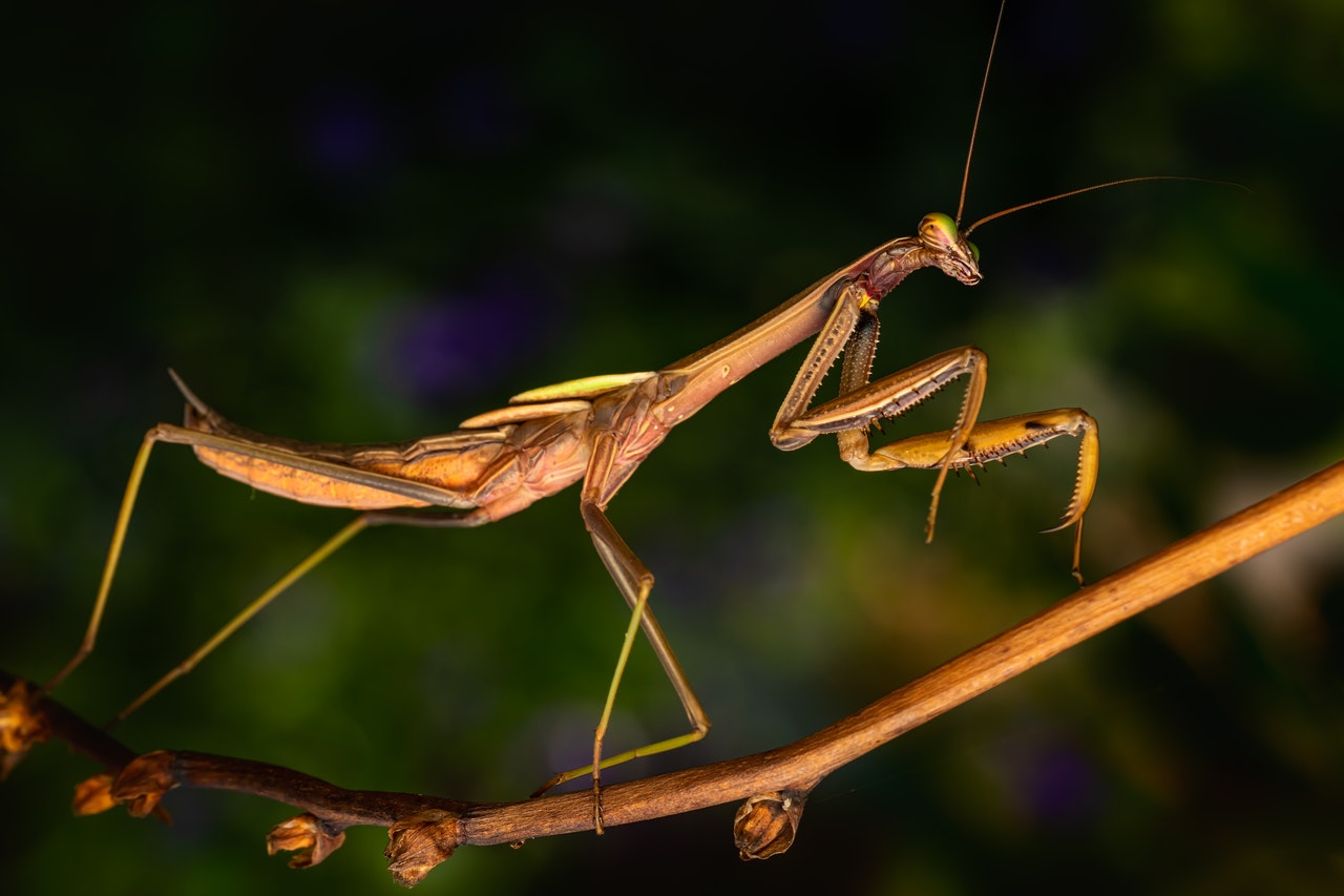 See A Praying Mantis Meaning Symbolism - What Does It Mean?