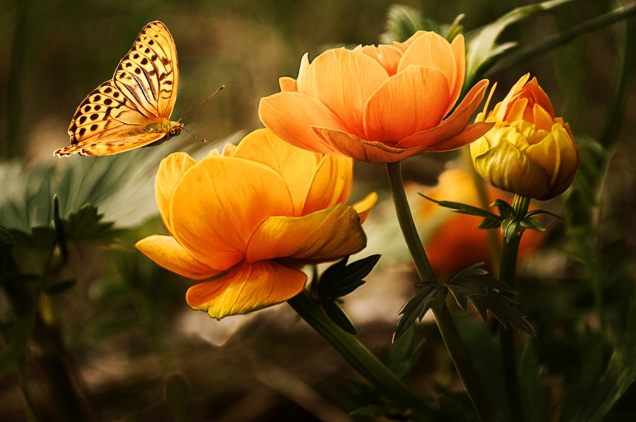 Orange Flowers With A Butterfly On Them