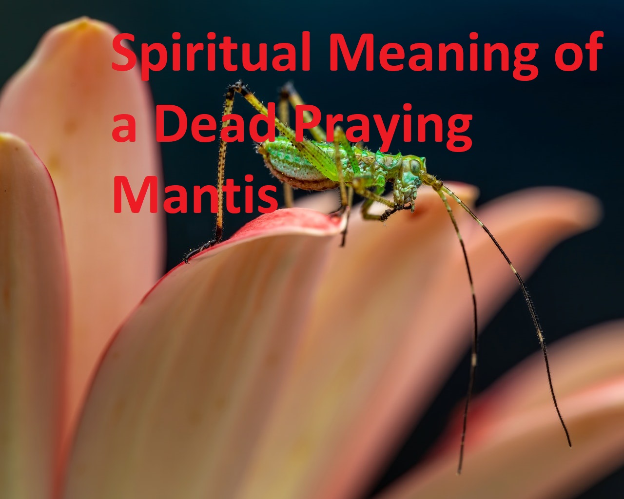 Spiritual Meaning of a Dead Praying Mantis