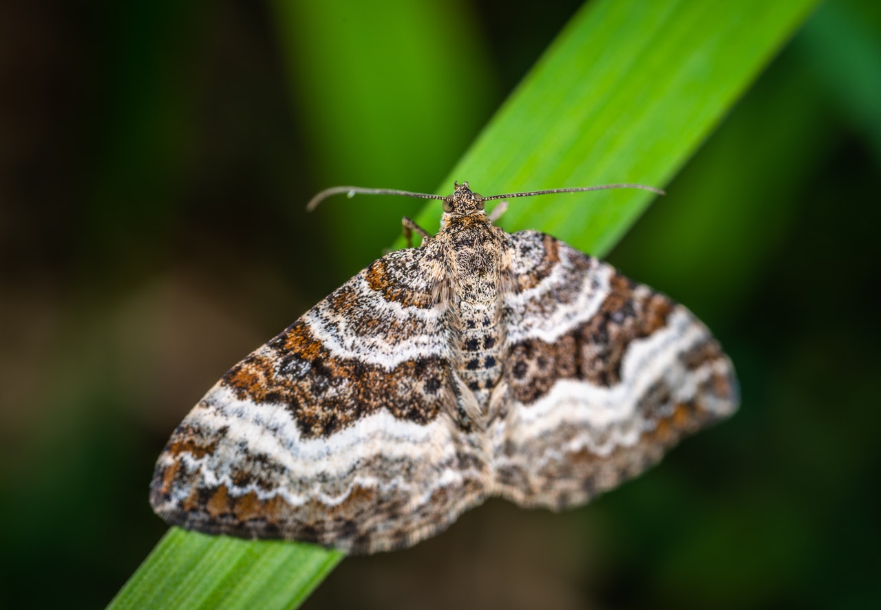 Gray, Brown, and Black Striped Butterfly Perched on Green Leaf.jpg
