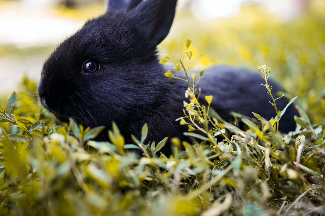 See A Rabbit Meaning Symbolism - Have You Ever Seen A Rabbit In Your Dream?