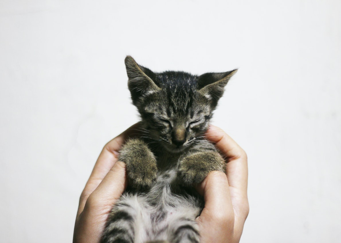 A Person Holding a Silver Kitten 