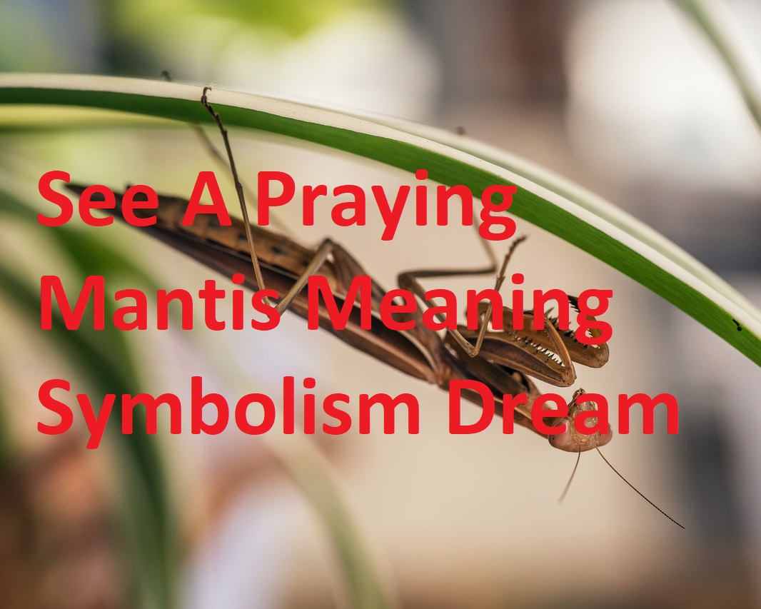 See A Praying Mantis Meaning Symbolism Dream