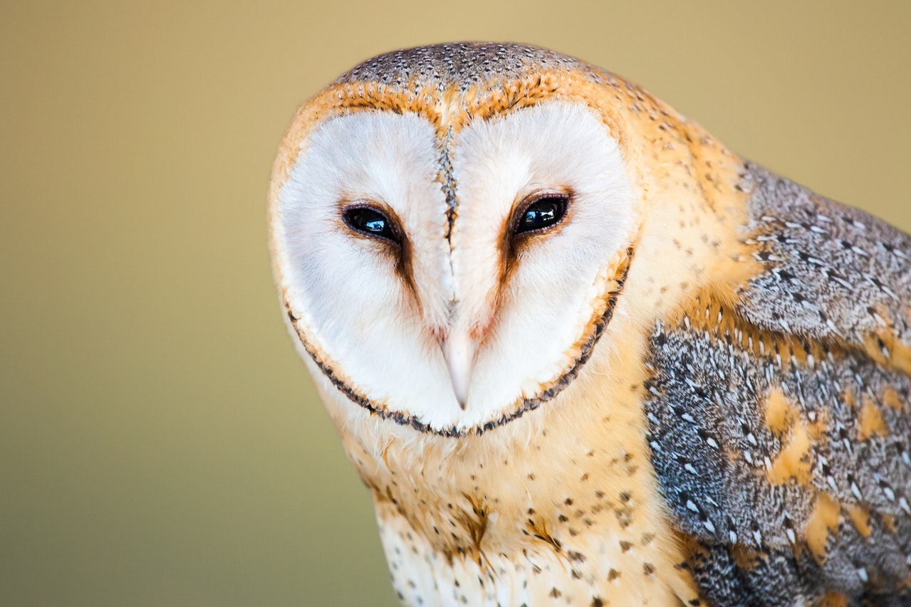 Beige and Gray Barn Owl