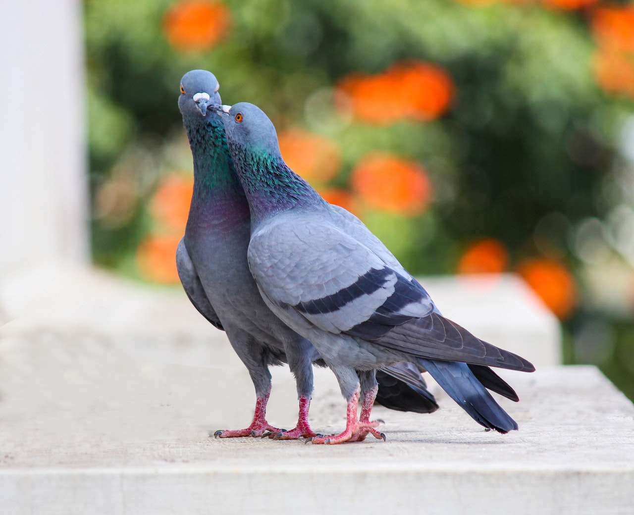 Two pigeons with green shade around their neck