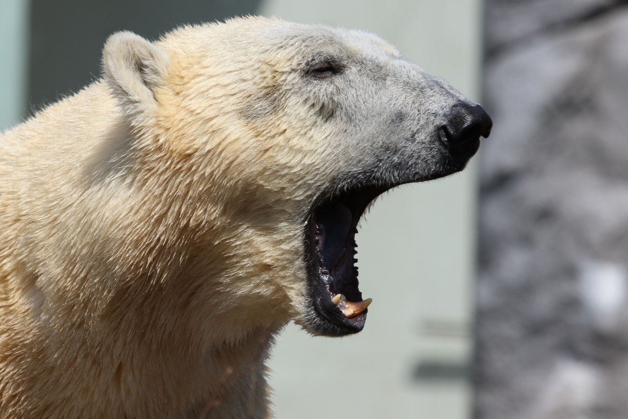 Polar Bear With His Mouth Open