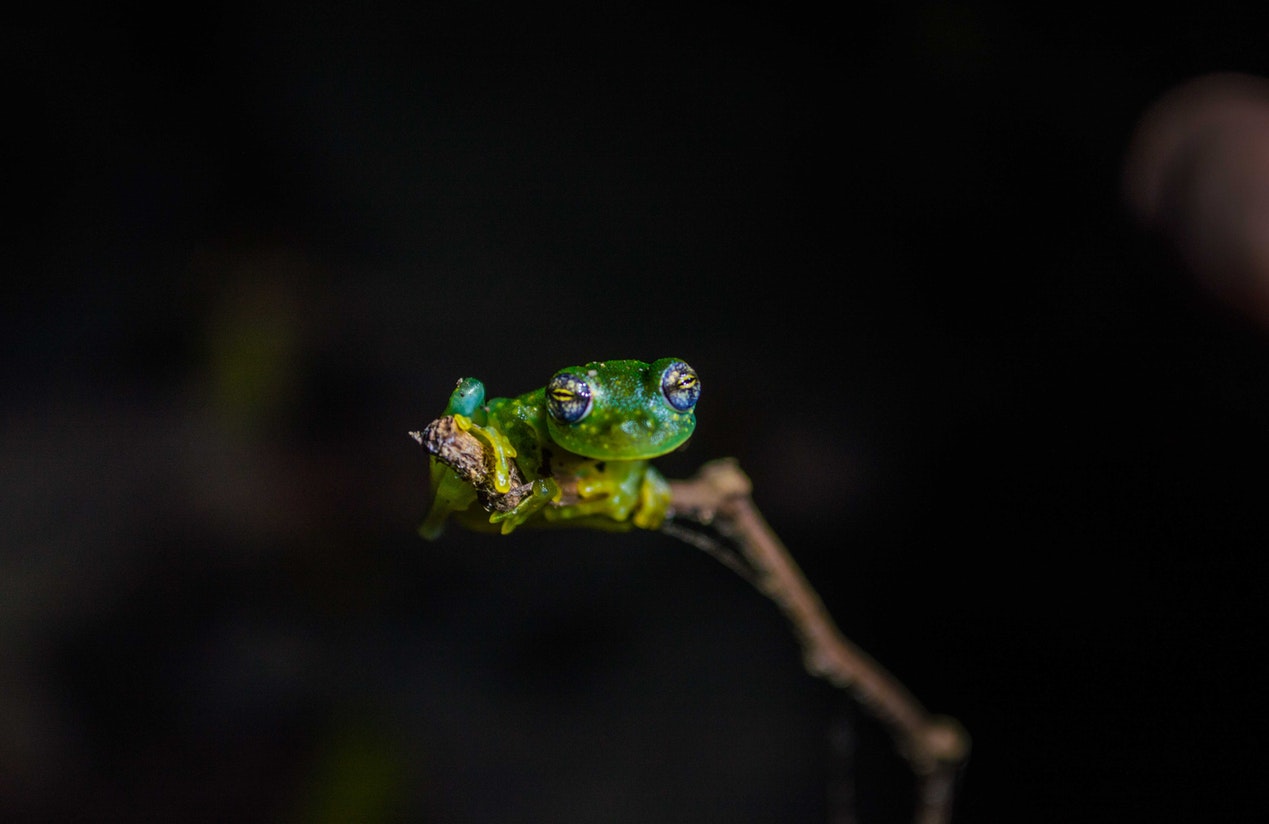 Green Frog in the Dark