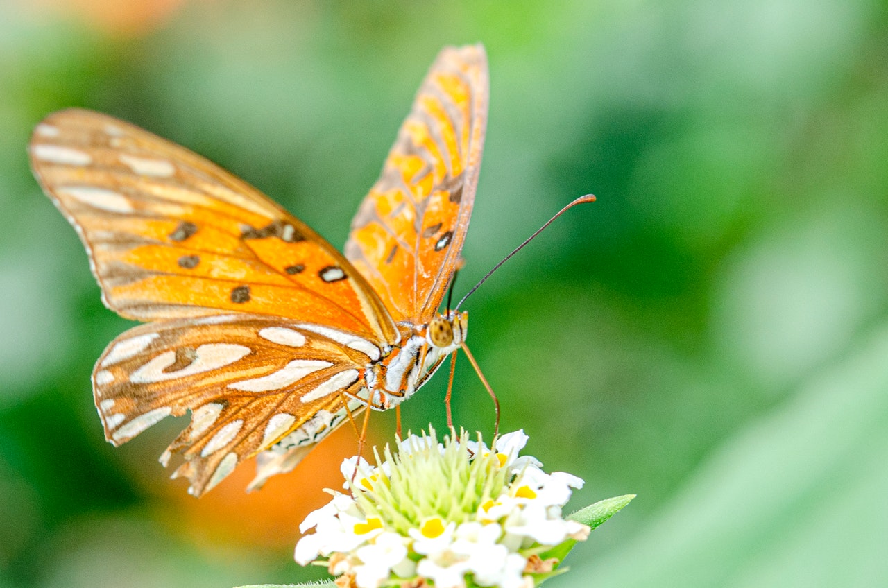 Orange Butterfly on a White Flower