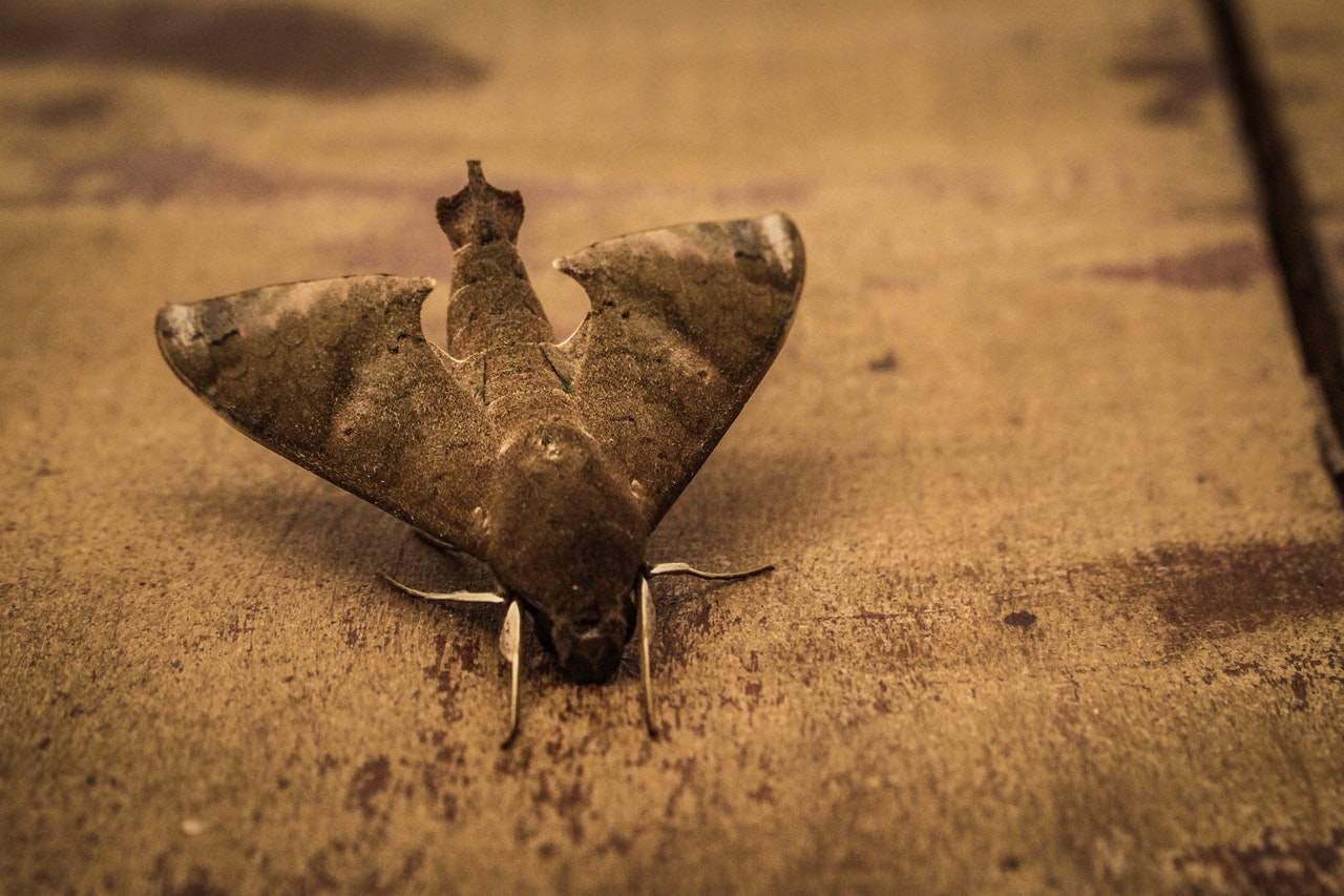 Gray Hawk Moth on Ground.jpg