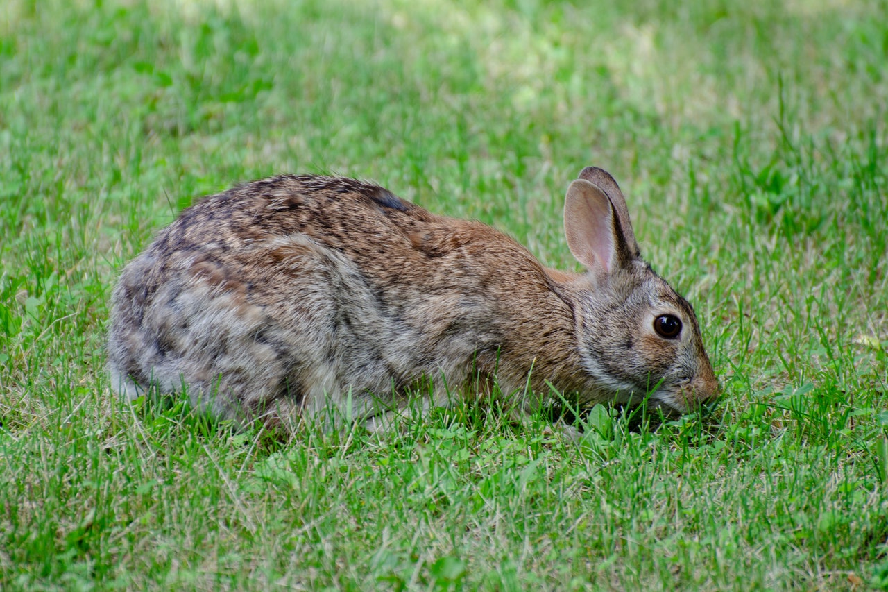 A Rabbit on the Green Grass Field