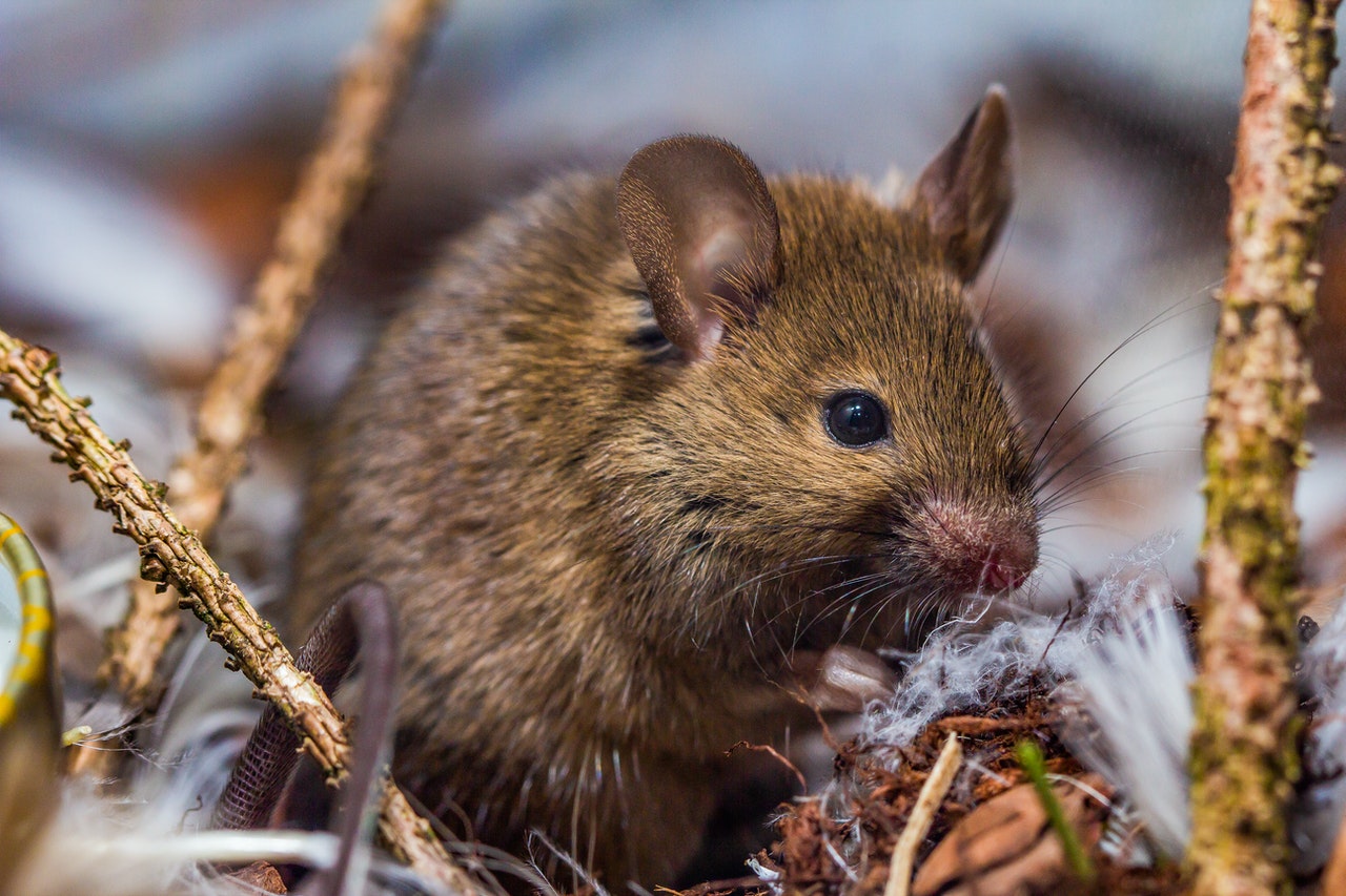 Close-Up of a Brown Rat