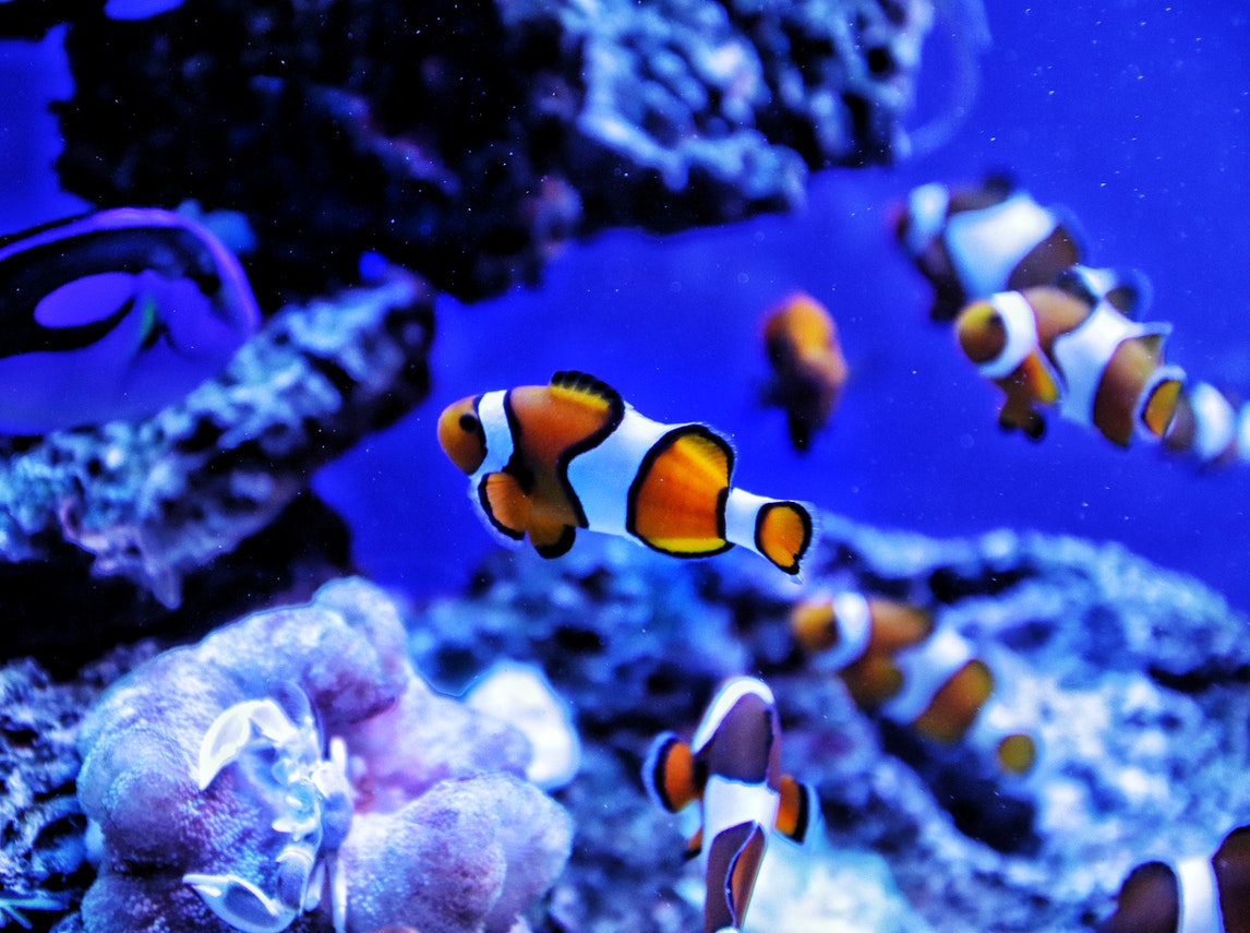 Common Clownfishes in the Sea