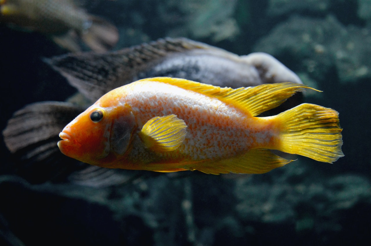 Side View  Of A Goldfish
