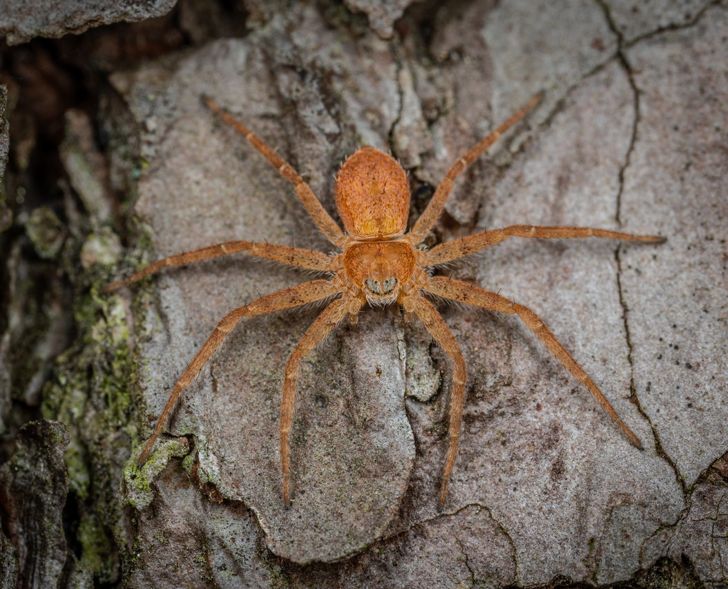 Nursery Web Spider on a Rock
