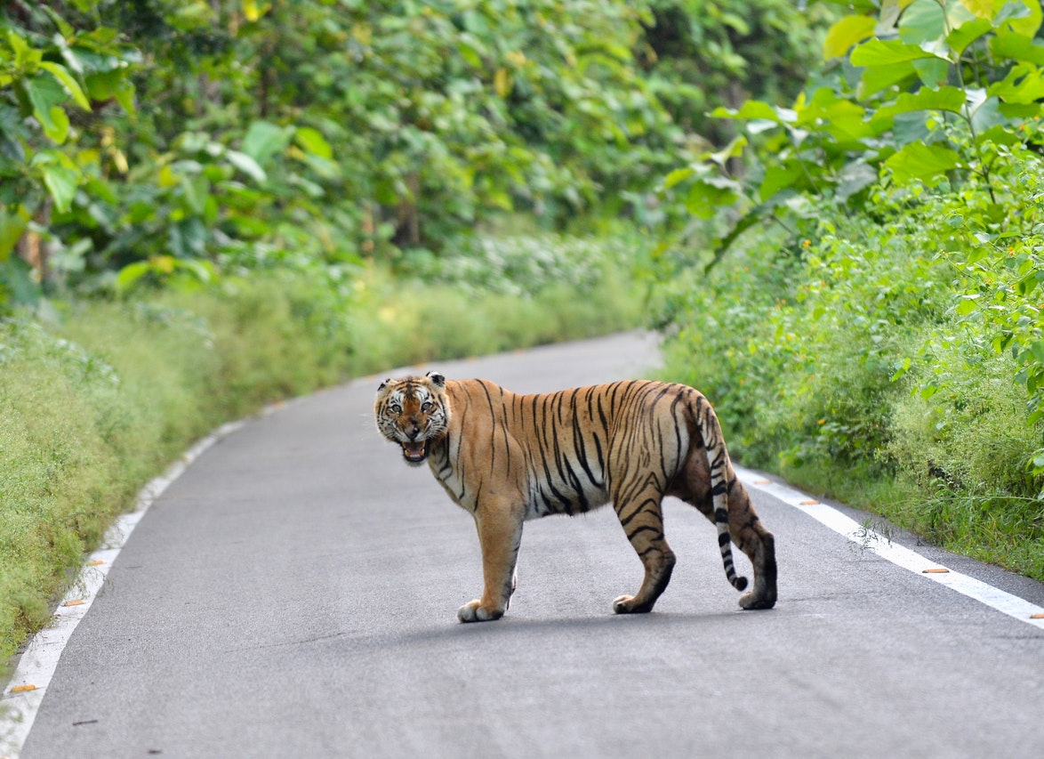 A Tiger Walking on the Road
