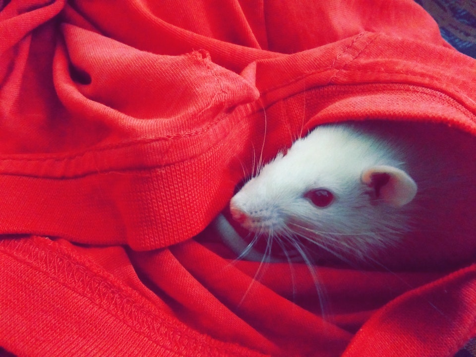 White Mouse Hiding on Red Shirt