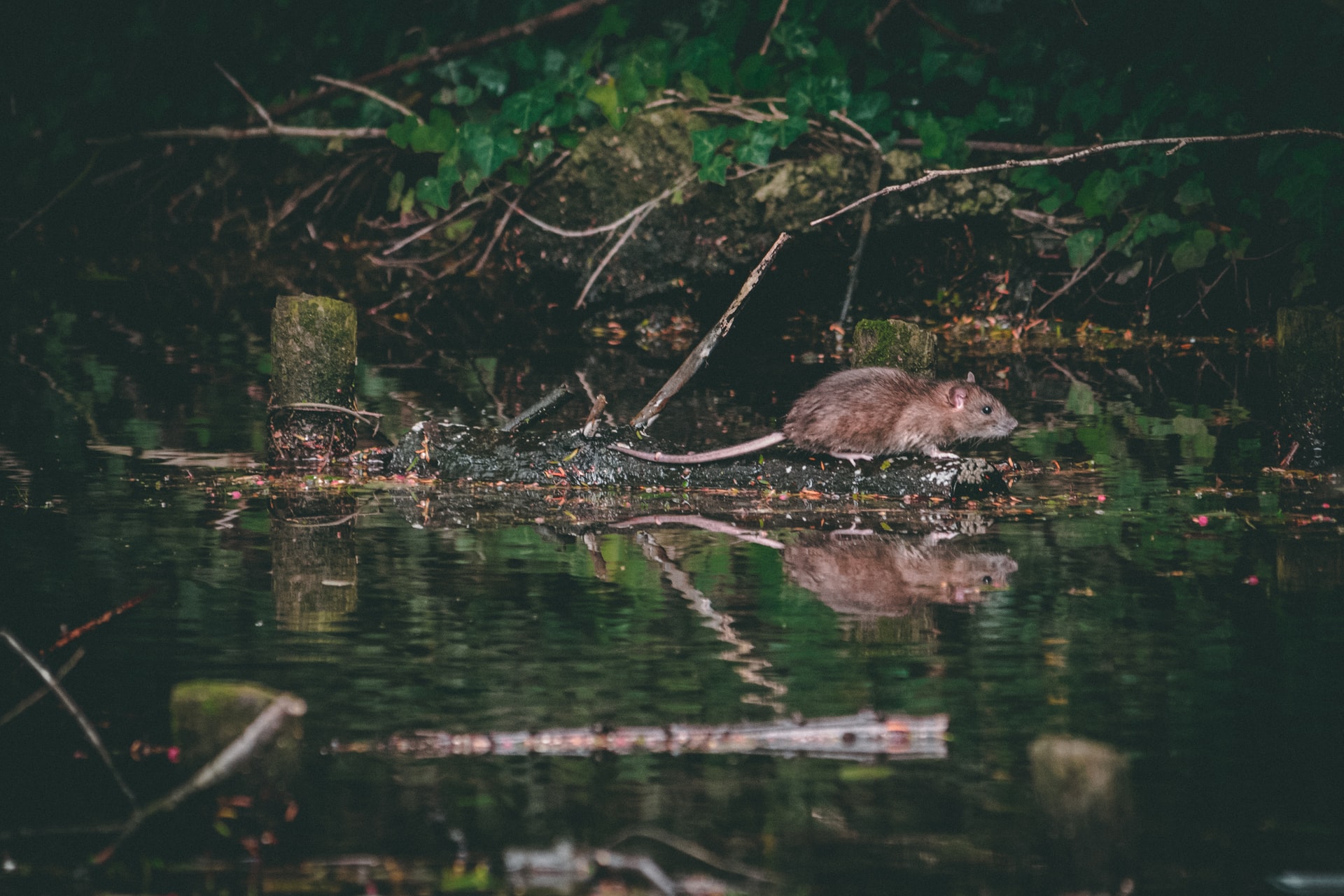 Rat Walking Near A Body Of Dirty Water