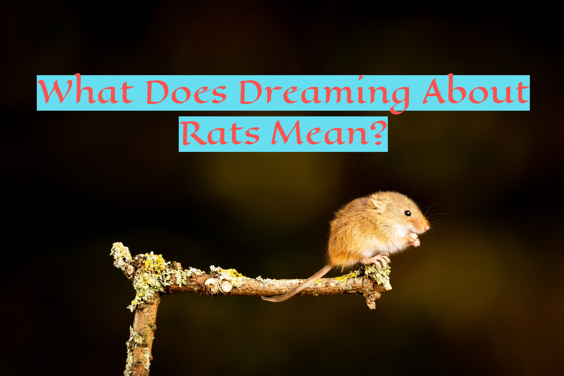 What Does Dreaming About Rats Mean?