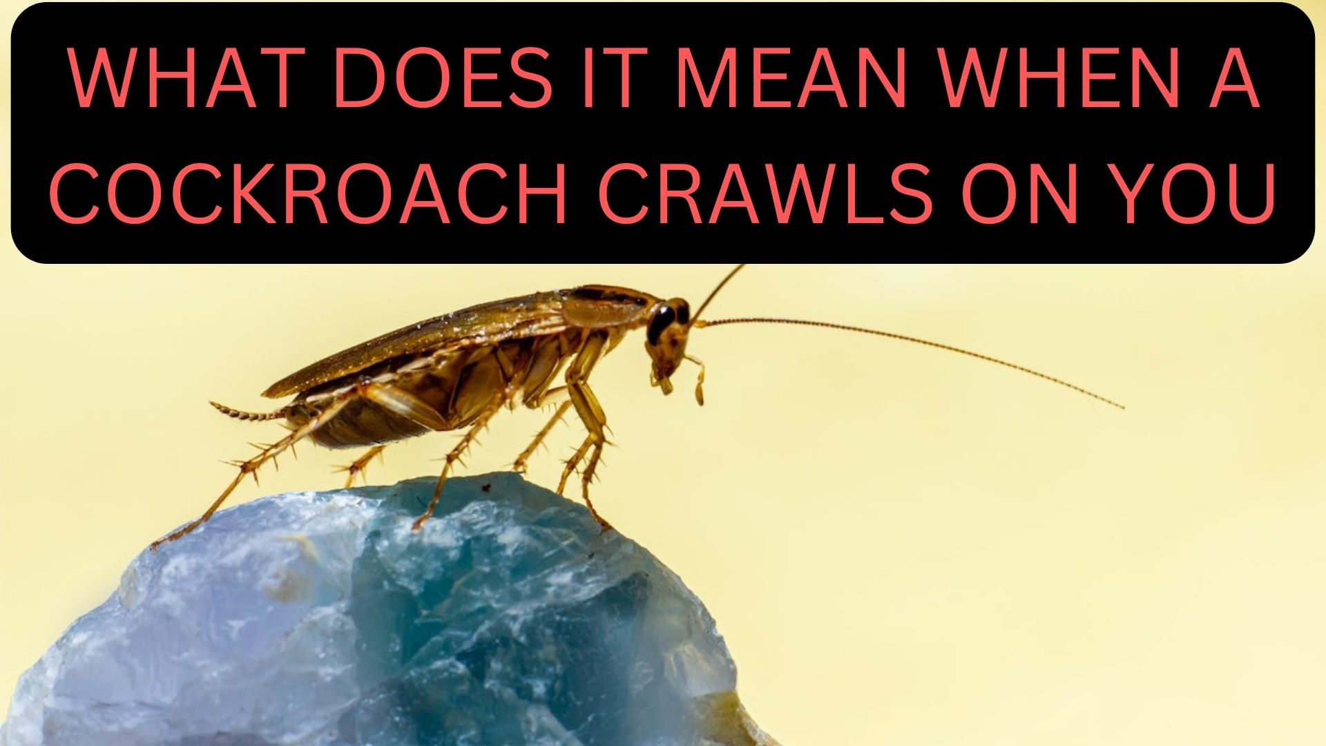 What Does It Mean When A Cockroach Crawls On You?
