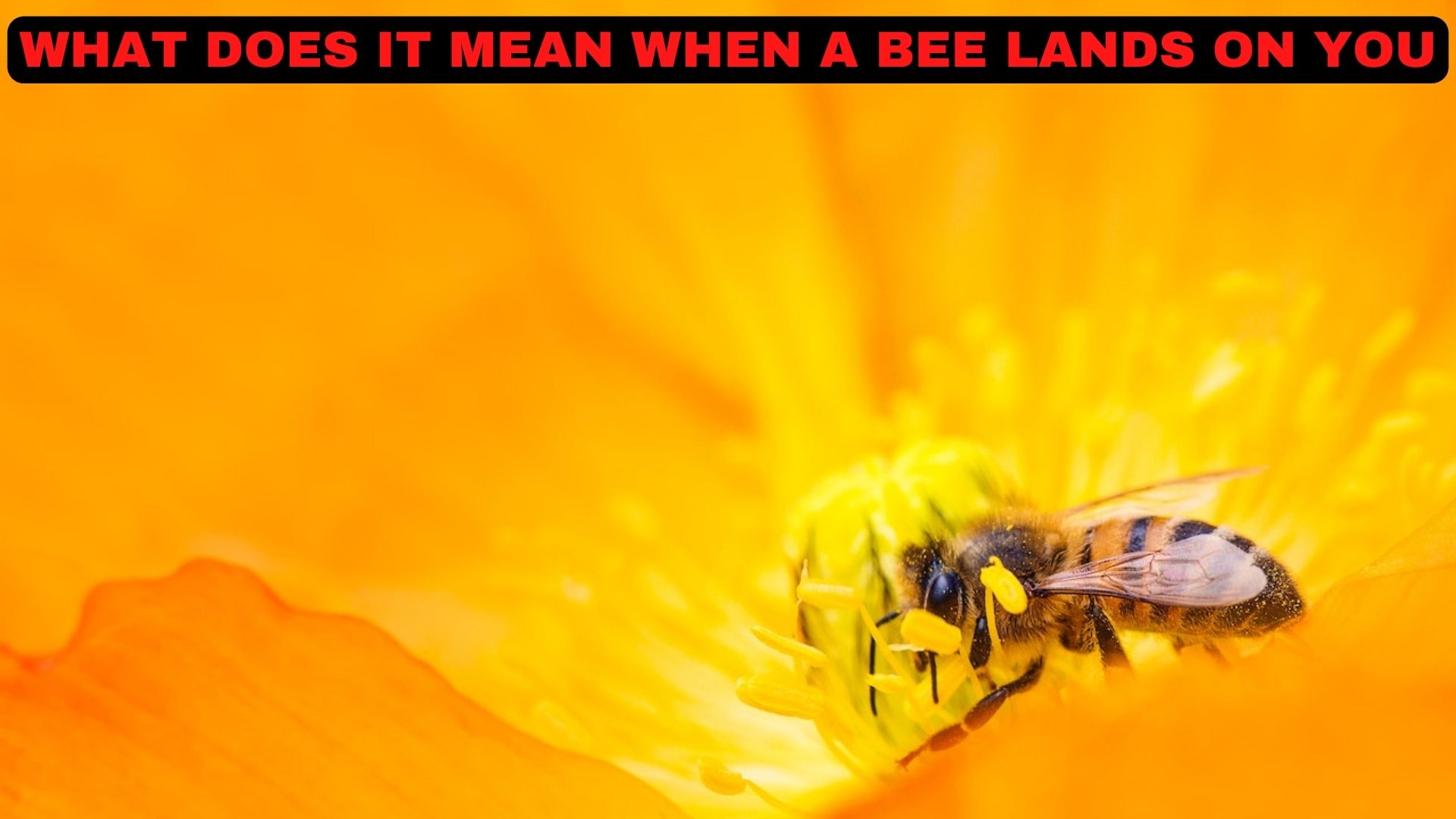 What Does It Mean When A Bee Lands On You In A Dream?