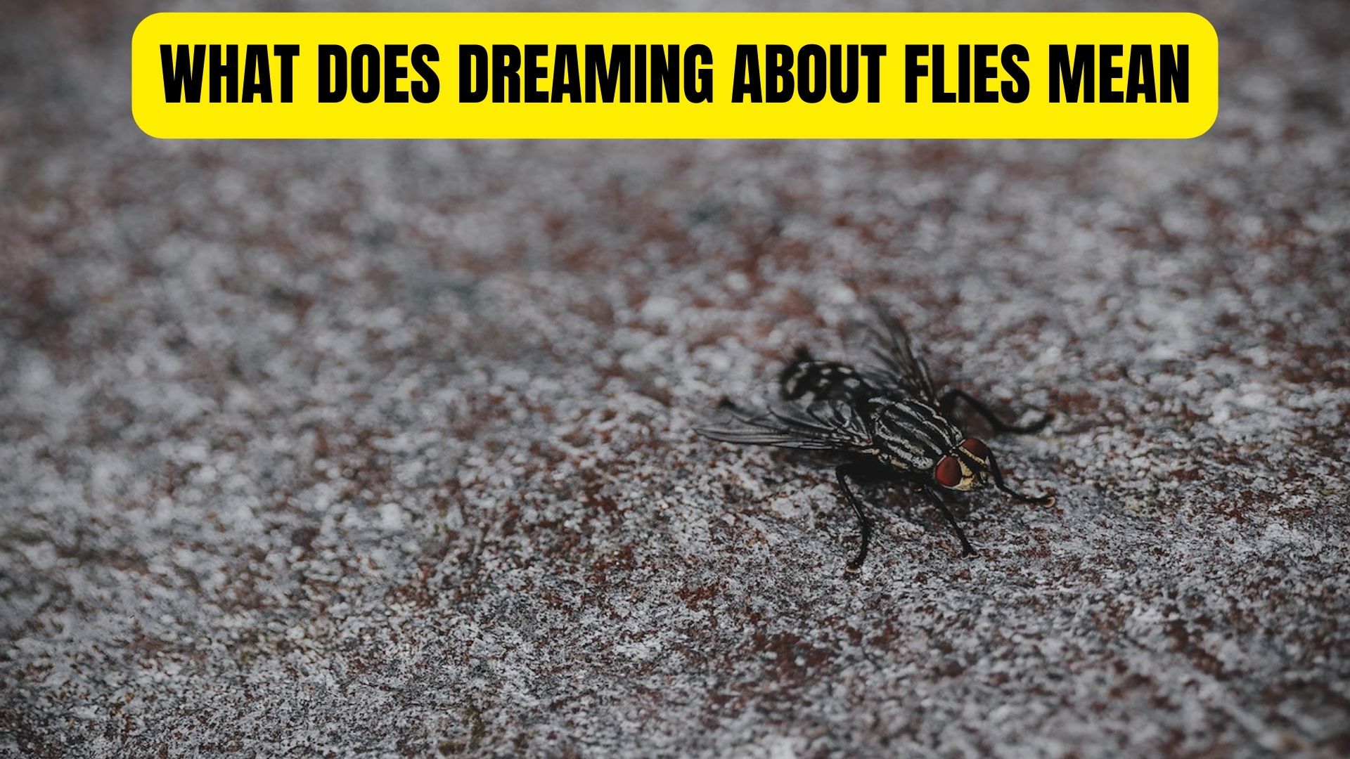 What Does Dreaming About Flies Mean?
