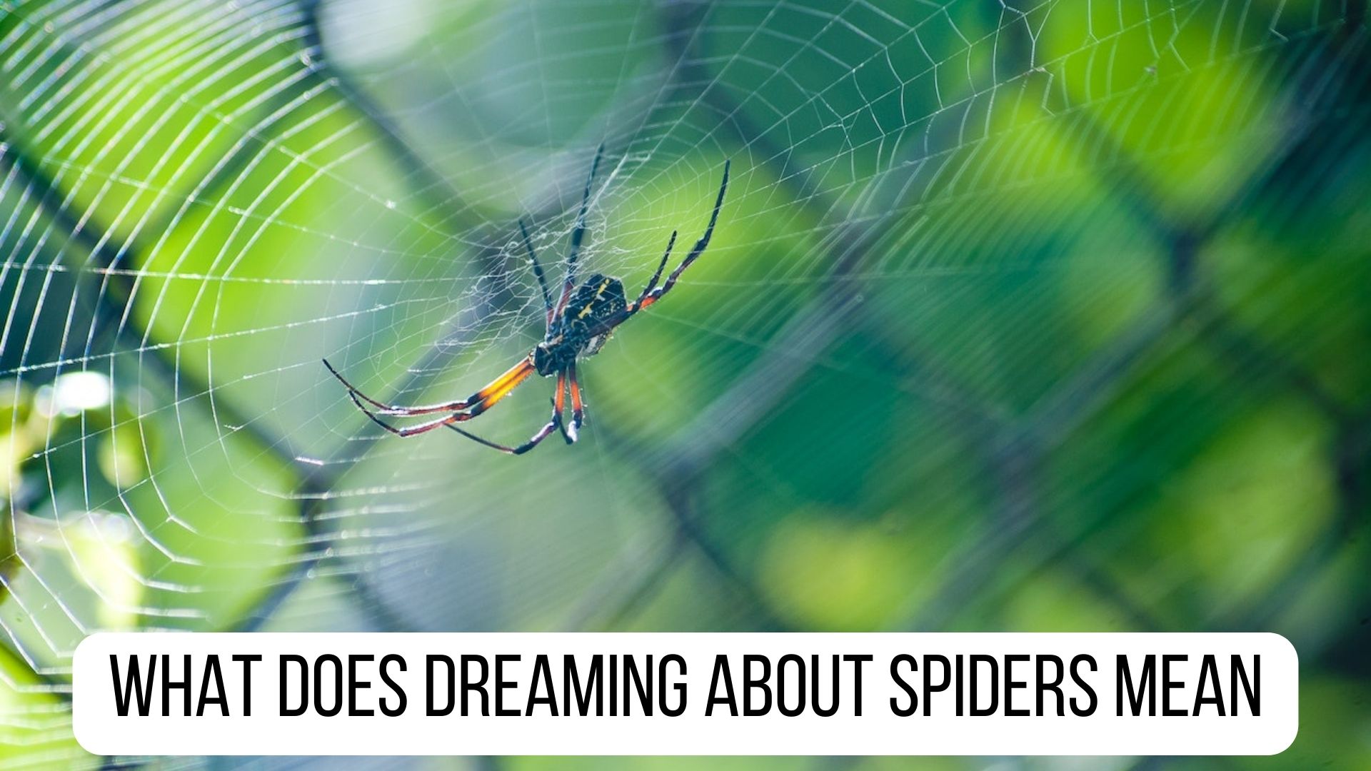 What Does Dreaming About Spiders Mean? - A Fear Of Moving Forward