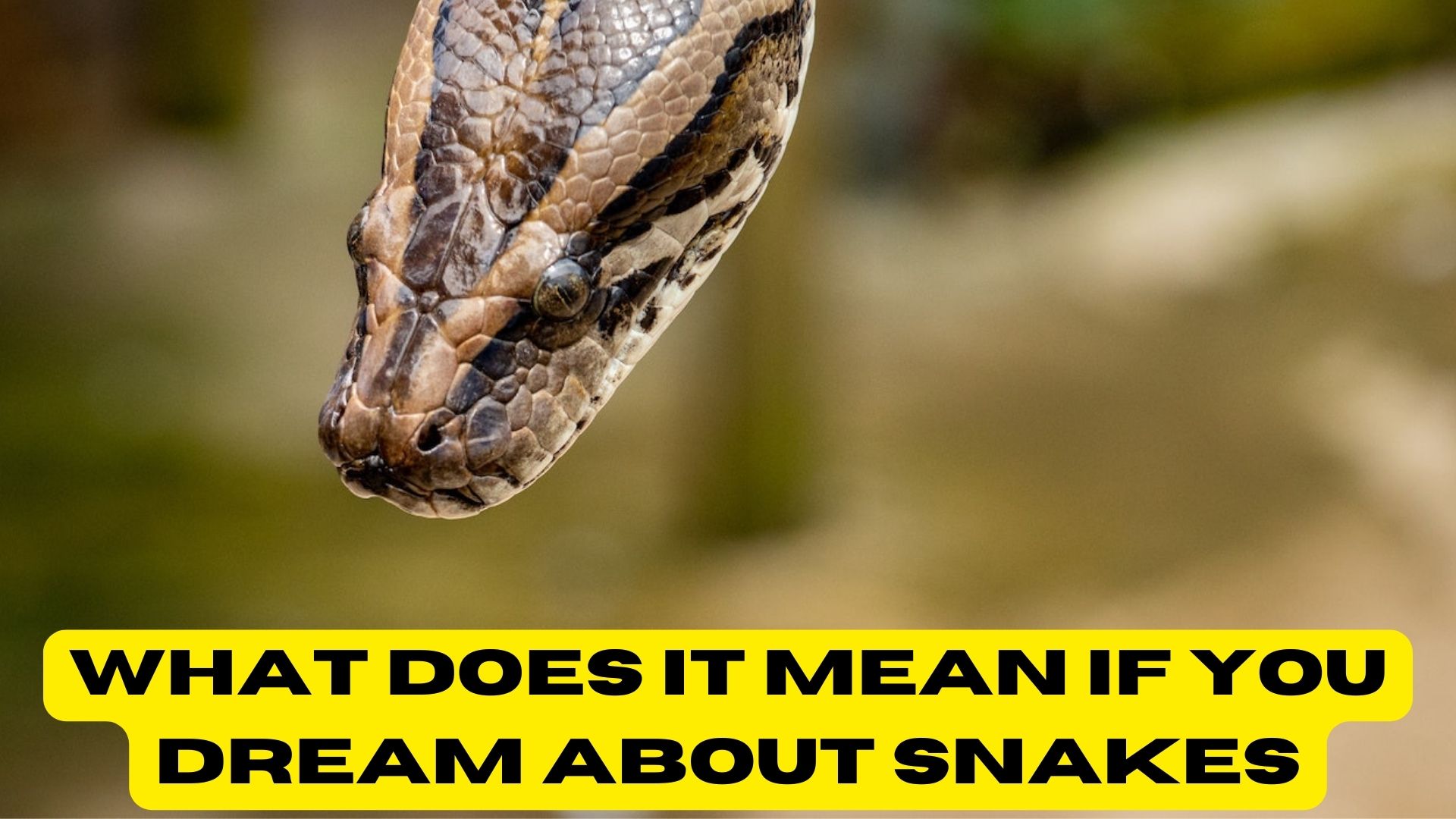 What Does It Mean If You Dream About Snakes? - Sign Of Scary Events In Life