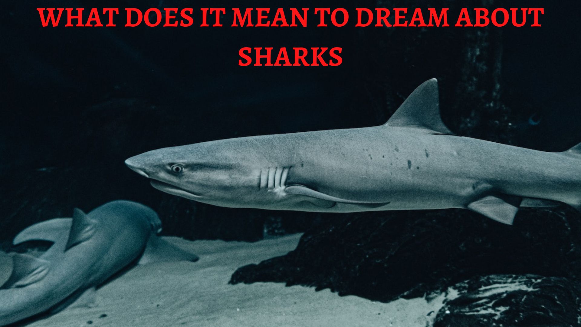 What Does It Mean To Dream About Sharks?