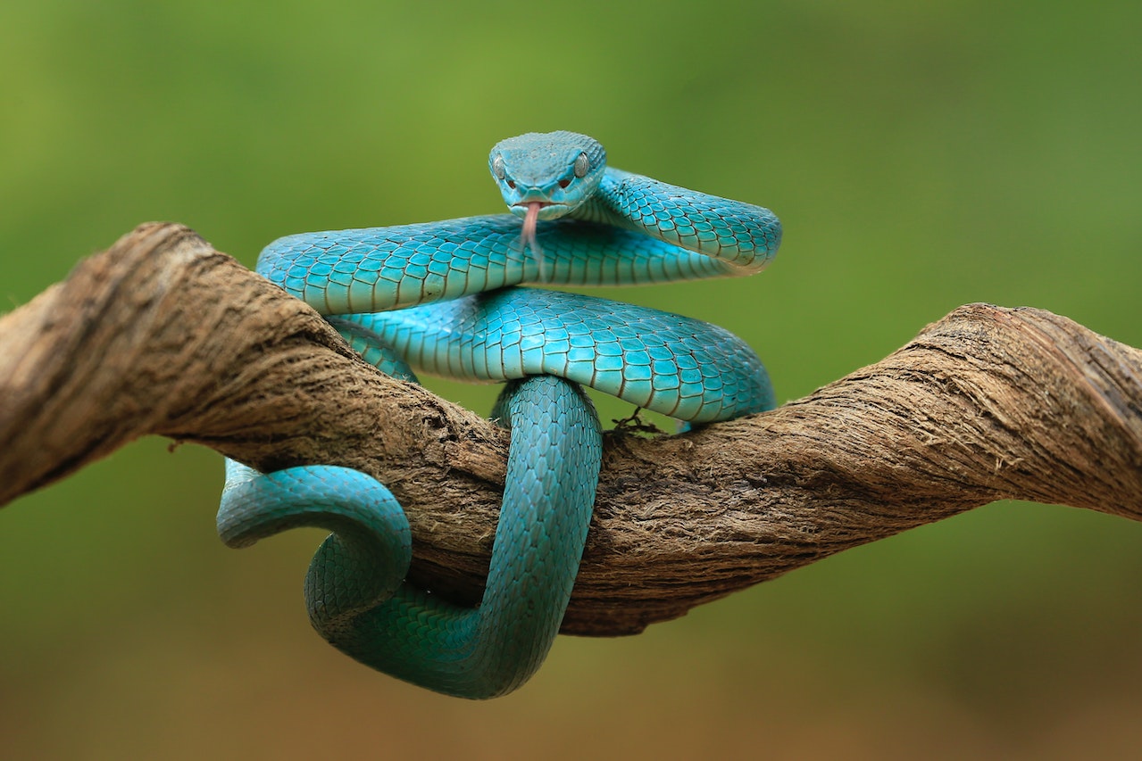 Blue snake curled in a tree branch with its tongue out