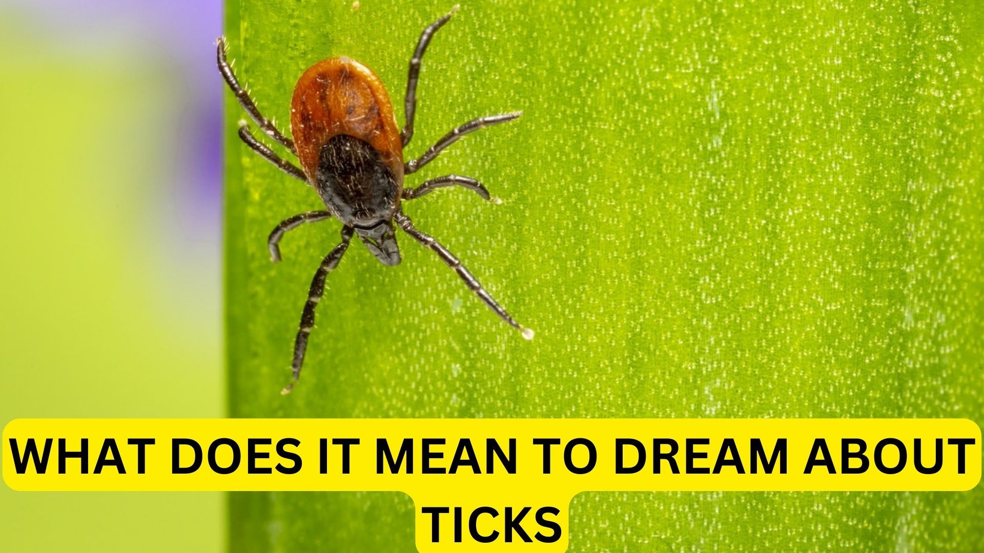What Does It Mean To Dream About Ticks? Something Is Wrong