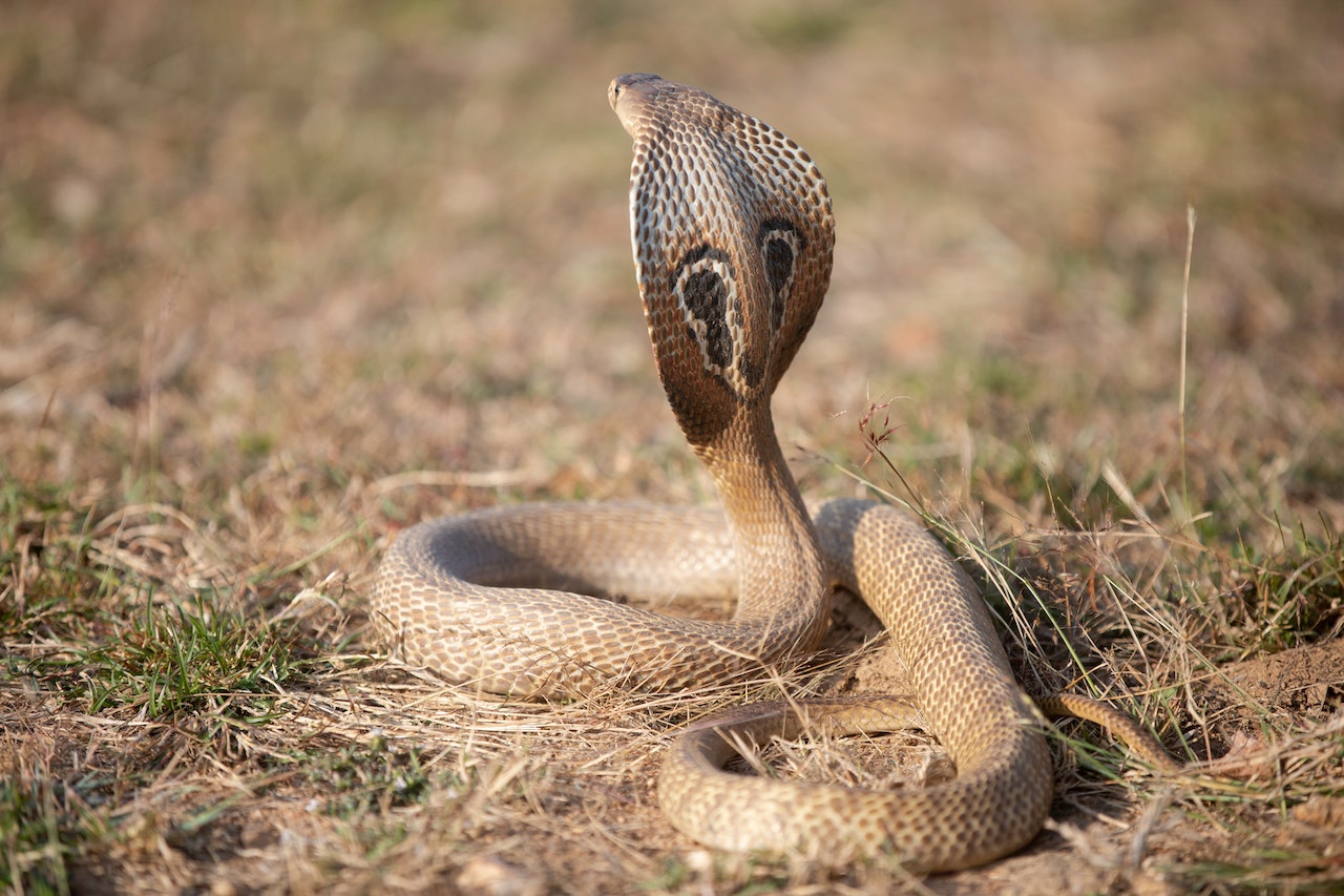 A Cobra Snake On The Ground