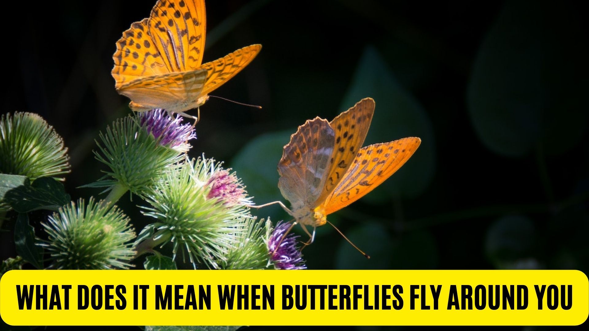 What Does It Mean When Butterflies Fly Around You?