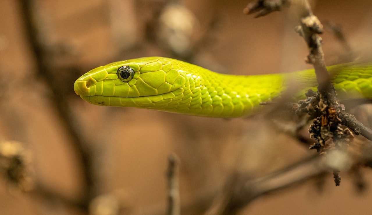 Green Snake in trees
