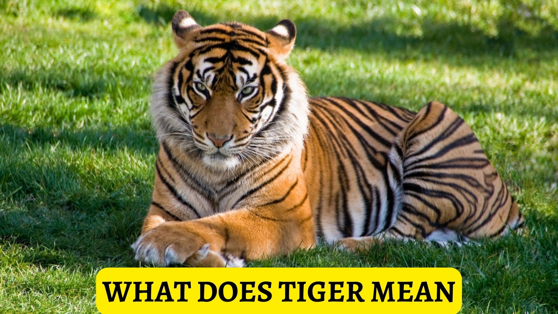 What Does Tiger Mean? A Symbol Of Bravery