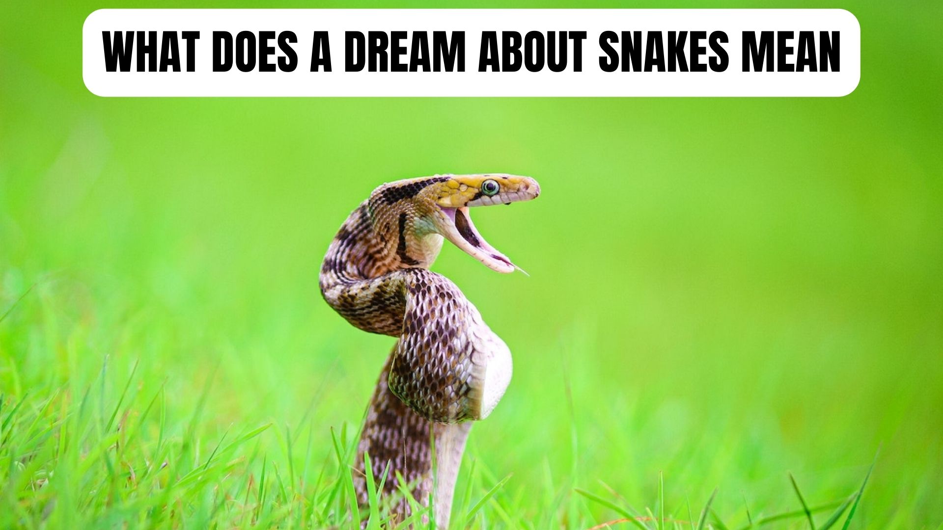 What Does A Dream About Snakes Mean?