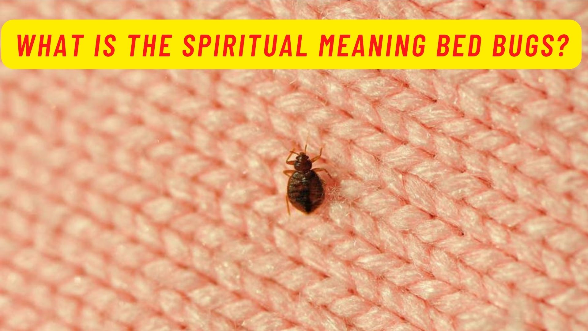 What Is The Spiritual Meaning Bed Bugs?