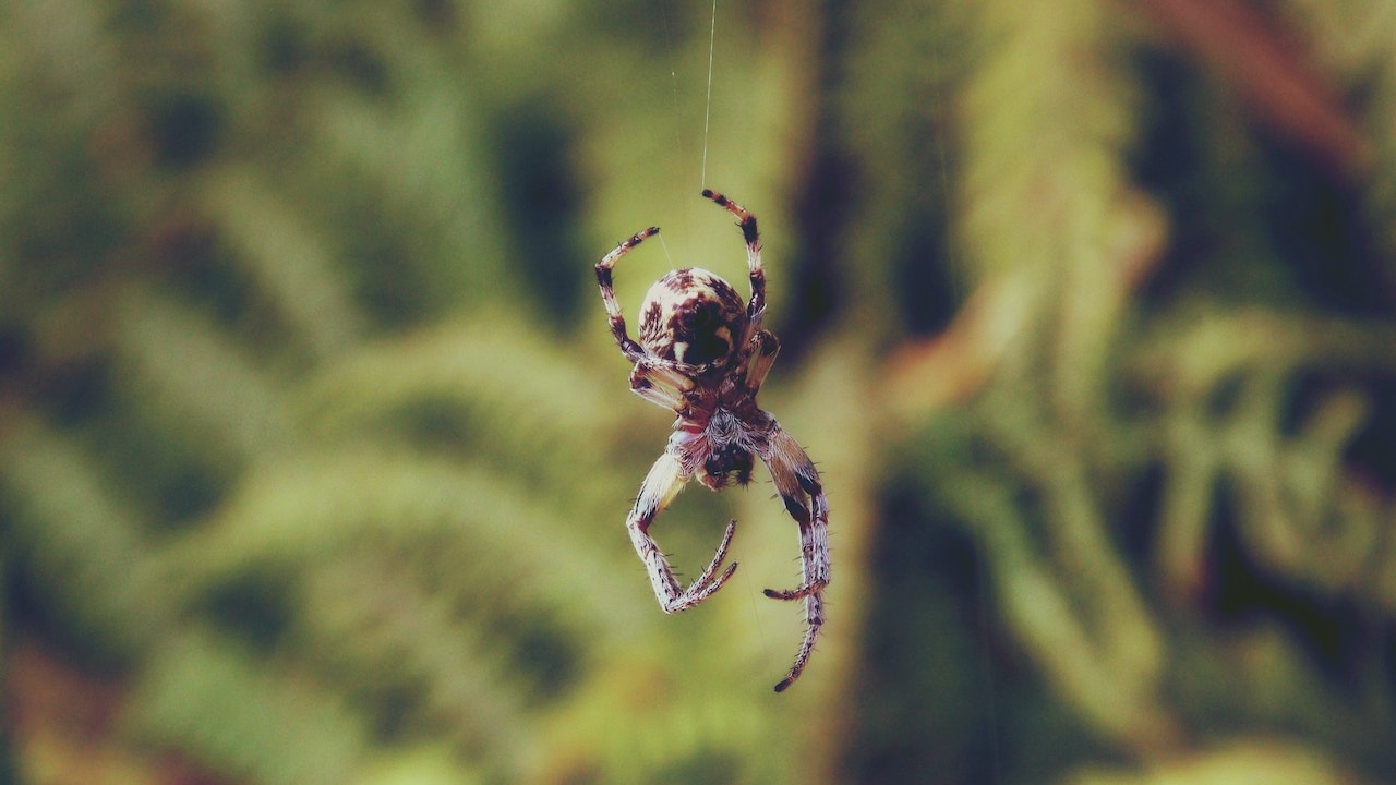Brown Shamrock Spider in web