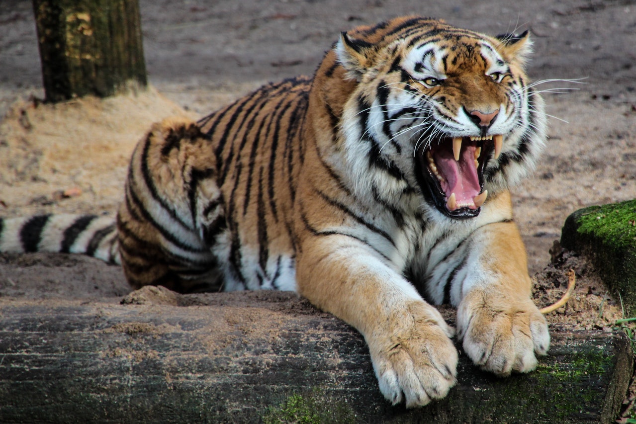 A Tiger Sitting on a Sandy Ground during Daytime