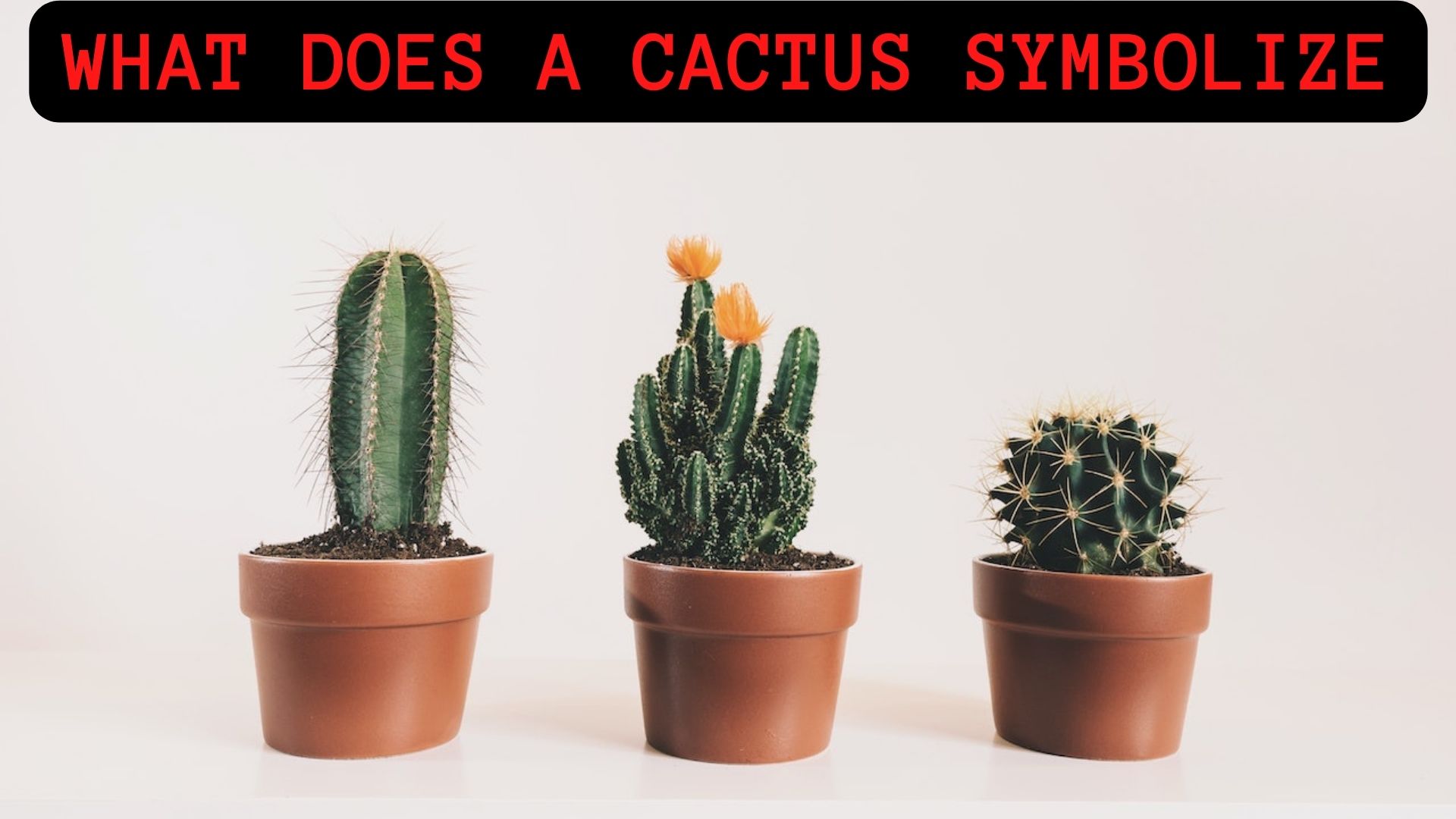 What Does A Cactus Symbolize?