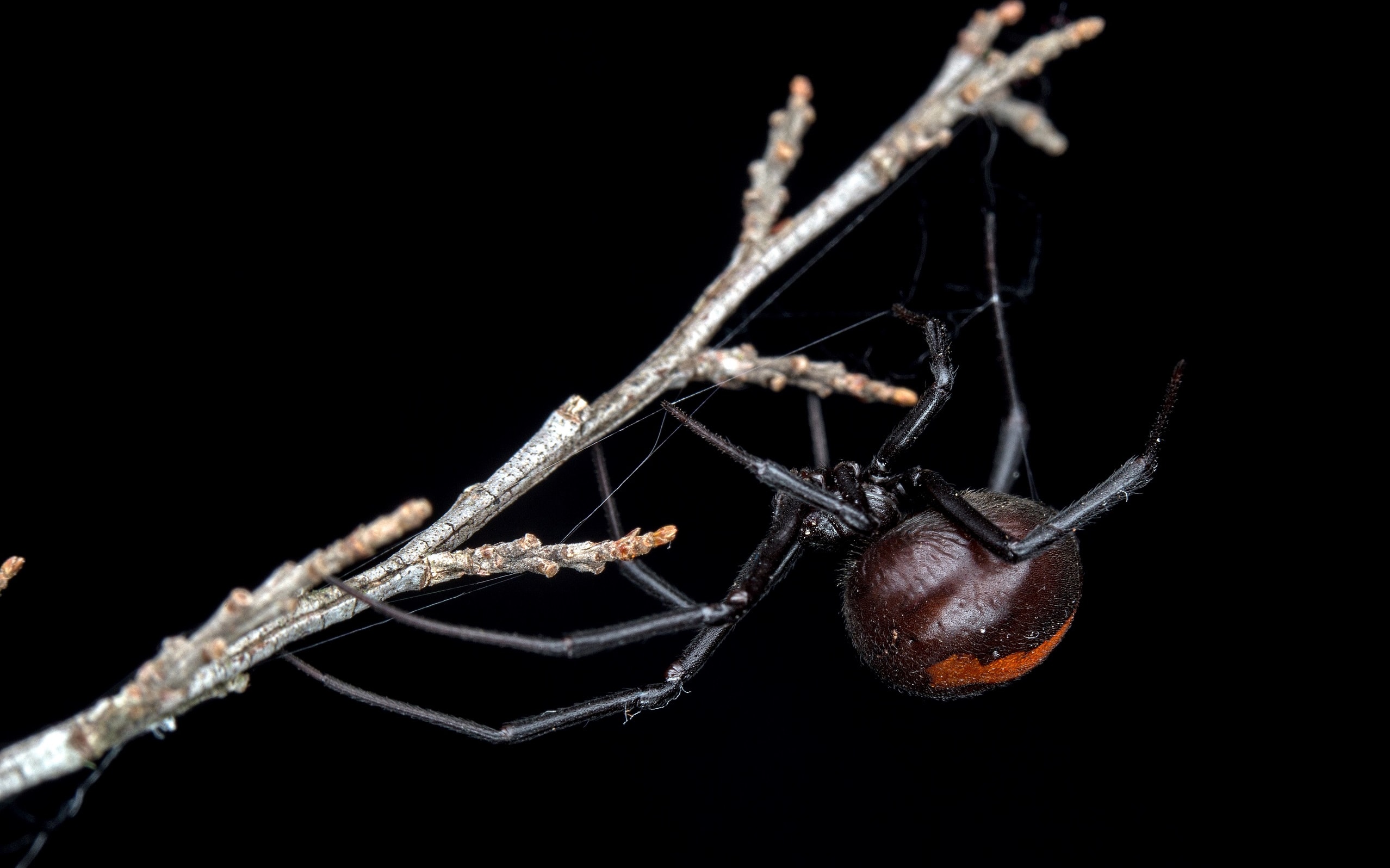 A Redback Spider On A Branch