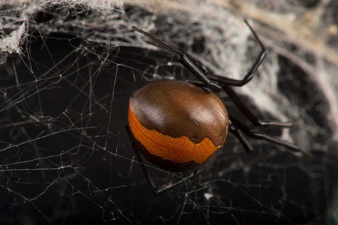 A Redback Spider Making A Web