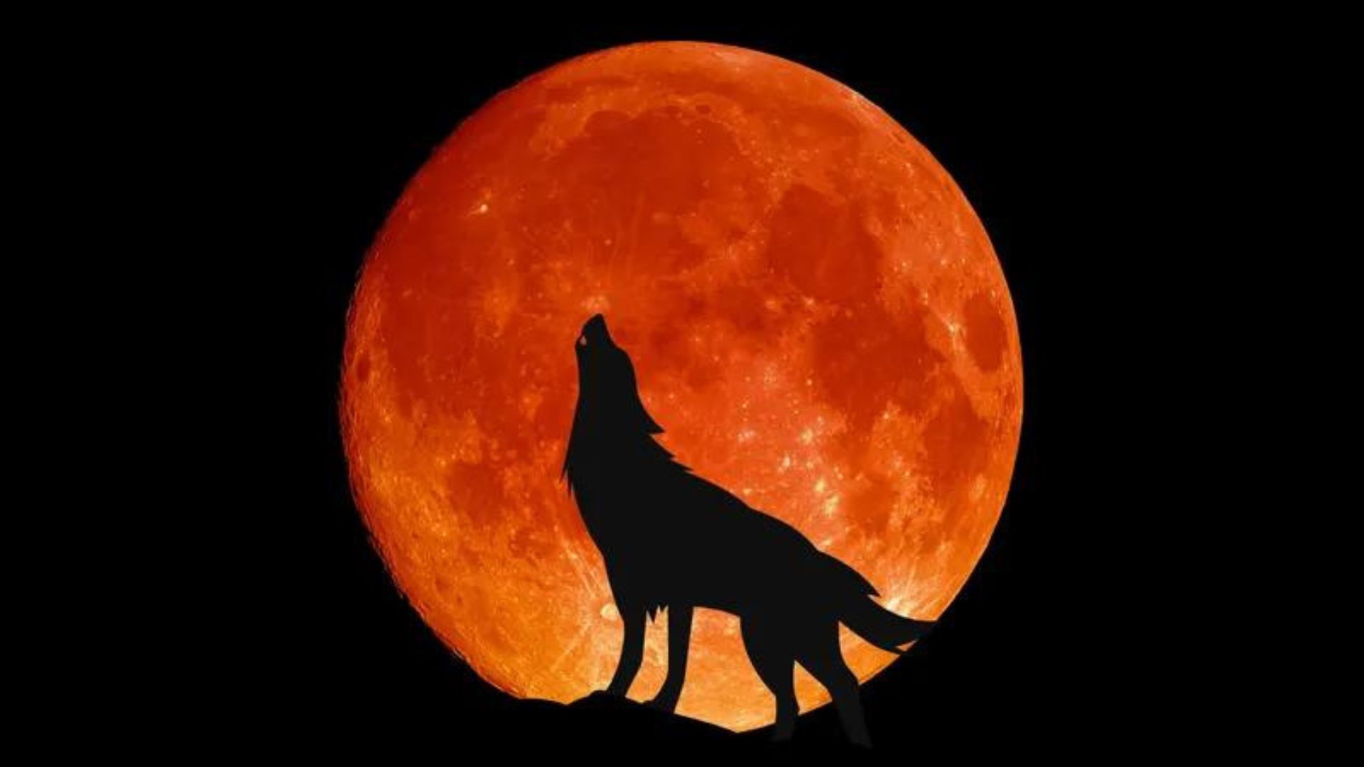 A Wolf Howling in Front of an Orange Moon