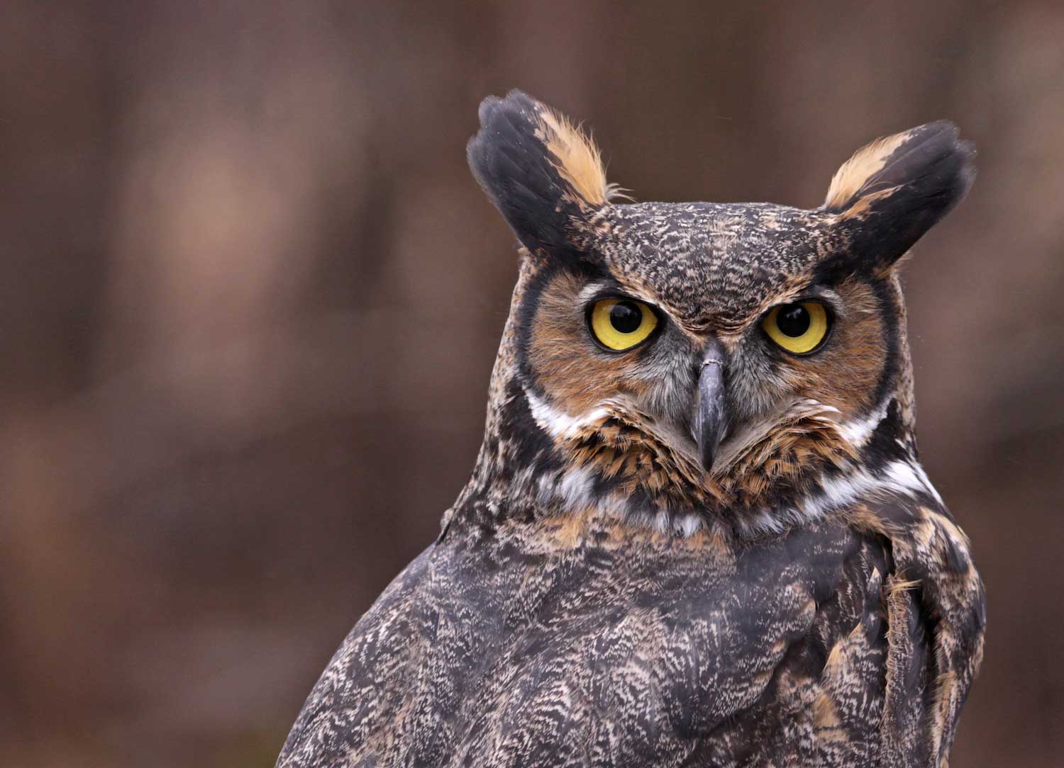Five things to know about great horned owls